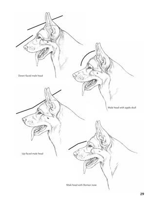 29
Down-faced male head
Up-faced male head
Male head with apple skull
Male head with Roman nose
 
