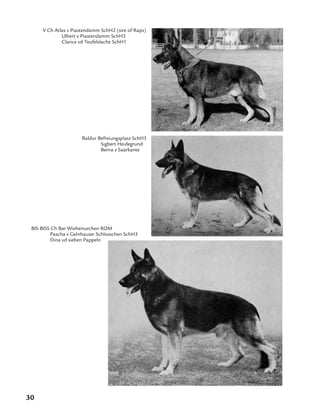 30
V Ch Atlas v Piastendamm SchH2 (sire of Raps)
	 Ulbert v Piastendamm SchH3
	 Clarice vd Teufelslache SchH1	
Baldur Befreiungsplatz SchH3
	 Sigbert Heidegrund
	 Berna z Saarkante
BIS BISS Ch Bar Wieherturchen ROM
	 Pascha v Gelnhauser Schlosschen SchH3
	 Dina vd sieben Pappeln
 