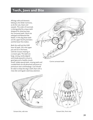 31
Teeth, Jaws and Bite
All dogs wild and domestic
belong to the Order Carnivora,
as do the cats, bears and
weasels. This order of mammals
is distinguished by unique teeth
designed for shearing meat,
the carnassial teeth, which are
enlarged and flattened like
blades. In the dog these teeth
are the upper fourth premolars
and the lower first molars.
Both the wolf and the GSD
have 42 teeth, 20 in the upper
jaw and 22 in the lower,
with the incisors meeting in
a scissors grip. The teeth are
large, strong, evenly aligned
and closely spaced to ensure a
good grip and a healthy mouth.
Small, widely spaced teeth, missing teeth and
crooked bites are all abnormal and prone to
premature wear and breakage. Care should
be taken to keep the dog’s teeth clean with a
meat diet and regular veterinary attention.
Scissors bite, side view Scissors bite, front view
Canine carnassial teeth
 