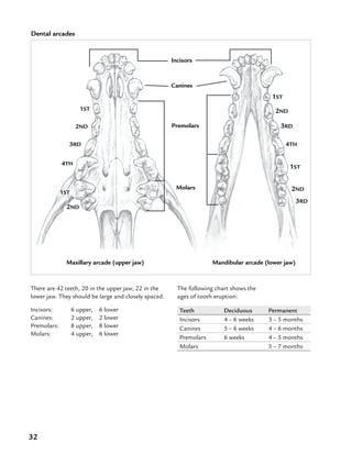 32
There are 42 teeth, 20 in the upper jaw, 22 in the
lower jaw. They should be large and closely spaced.
Incisors:	 6 upper,	 6 lower
Canines:	 2 upper,	 2 lower
Premolars:	 8 upper,	 8 lower
Molars:	 4 upper,	 6 lower
Dental arcades
Maxillary arcade (upper jaw) Mandibular arcade (lower jaw)
Incisors
Canines
1ST
1ST
2ND
2ND
2ND
2ND
3RD
3RD
3RD
4TH
4TH
1ST
1ST
Premolars
Molars
The following chart shows the
ages of tooth eruption:
Teeth Deciduous Permanent
Incisors 4 – 6 weeks 3 – 5 months
Canines 5 – 6 weeks 4 – 6 months
Premolars 6 weeks 4 – 5 months
Molars 5 – 7 months
 