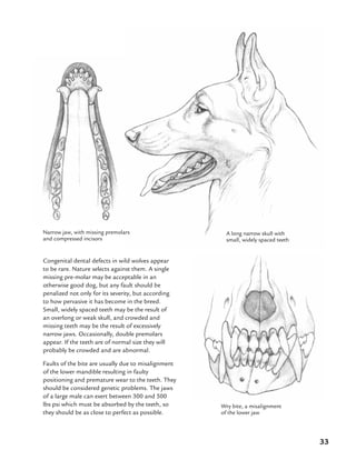 33
Congenital dental defects in wild wolves appear
to be rare. Nature selects against them. A single
missing pre-molar may be acceptable in an
otherwise good dog, but any fault should be
penalized not only for its severity, but according
to how pervasive it has become in the breed.
Small, widely spaced teeth may be the result of
an overlong or weak skull, and crowded and
missing teeth may be the result of excessively
narrow jaws. Occasionally, double premolars
appear. If the teeth are of normal size they will
probably be crowded and are abnormal.
Faults of the bite are usually due to misalignment
of the lower mandible resulting in faulty
positioning and premature wear to the teeth. They
should be considered genetic problems. The jaws
of a large male can exert between 300 and 500
lbs psi which must be absorbed by the teeth, so
they should be as close to perfect as possible.
Wry bite, a misalignment
of the lower jaw
A long narrow skull with
small, widely spaced teeth
Narrow jaw, with missing premolars
and compressed incisors
 