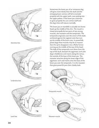 34
Overshot bite
Sometimes the lower jaw of an immature dog
will grow more slowly than the skull and the
emerging lower canines will fail to occlude
properly with the upper teeth, even poking into
the upper palette. If the lower jaw continues
to grow properly this can correct itself and
the dog’s bite will mature normally.
The lower jaw or mandible is actually two bones
fused up the middle of the chin. The mouth is
closed principally by two pairs of very strong
muscles, the masseter and the temporalis. The
temporalis originates over the crown of the skull,
anchored against the sagittal crest that runs
up the middle of the brain case. In powerfully
jawed dogs these muscles may be so massive
that this spine disappears into a fleshy furrow
running up the middle of the top of the head.
The belly of the temporalis runs down from the
top of the skull, beneath the zygomatic arch (the
dog’s cheekbone) and inserts along the ramus,
the outside of the base of the lower jaw. The
masseter attaches along the lower edge of the
zygomatic arch and inserts onto the base of the
lower jaw over the temporalis. It is the masseter
that gives powerful jaws their cheeky look.
Undershot bite
Level bite Masseter muscle
Temporalis muscle
 