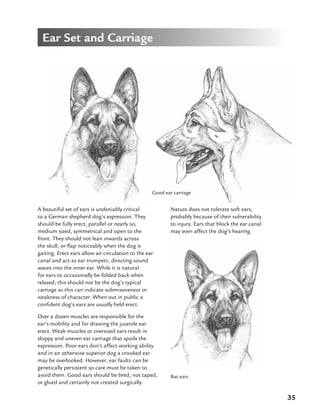 35
Ear Set and Carriage
A beautiful set of ears is undeniably critical
to a German shepherd dog’s expression. They
should be fully erect, parallel or nearly so,
medium sized, symmetrical and open to the
front. They should not lean inwards across
the skull, or flap noticeably when the dog is
gaiting. Erect ears allow air circulation to the ear
canal and act as ear trumpets, directing sound
waves into the inner ear. While it is natural
for ears to occasionally be folded back when
relaxed, this should not be the dog’s typical
carriage as this can indicate submissiveness or
weakness of character. When out in public a
confident dog’s ears are usually held erect.
Over a dozen muscles are responsible for the
ear’s mobility and for drawing the juvenile ear
erect. Weak muscles or oversized ears result in
sloppy and uneven ear carriage that spoils the
expression. Poor ears don’t affect working ability
and in an otherwise superior dog a crooked ear
may be overlooked. However, ear faults can be
genetically persistent so care must be taken to
avoid them. Good ears should be bred, not taped,
or glued and certainly not created surgically.
Good ear carriage
Nature does not tolerate soft ears,
probably because of their vulnerability
to injury. Ears that block the ear canal
may even affect the dog’s hearing.
Bat ears
 