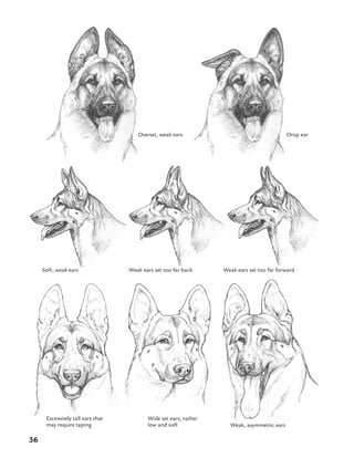 36
Overset, weak ears Drop ear
Soft, weak ears Weak ears set too far back
Excessively tall ears that
may require taping Weak, asymmetric ears
Wide set ears, rather
low and soft
Weak ears set too far forward
 