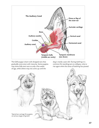 37
dog is nearly a year old. During teething it is
common for standing ears to collapse, only to
rise again when the stress of teething has passed.
Typical ear carriage for puppies
at various stages of growth
The Auditory Canal
Pinna or flap of
the outer ear
Auricular cartilage
Vertical canal
Horizontal canal
Tympanic membrane
(ear drum)
Cochlea
Auditory canal
Tympanic bulla
(middle ear cavity)
Auditory ossicles
Bone
The GSD puppy is born with dropped ears that
gradually come erect with maturity. Some puppies
may show fully erect ears at only a few weeks
of age, while others may not come up until the
 