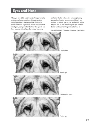 39
The eyes of a GSD are the seat of its personality
and can tell volumes of the dog’s character
and disposition. They should be almond in
shape and their expression should be confident,
intelligent, composed and alert. The eyelids are
firm with no visible haw. Eye colour is purely
Eyes and Nose
esthetic. Darker values give a more pleasing
expression, but for some reason Nature has
chosen an amber eye for the wolf and it might
be wise not to discard the lighter eye until we
better understand the genetics behind it.
See Appendix 2: Colour  Patterns: Eye Colour.
Correct eyes
Round eyes
Eyes showing haws
Furtive eyes
 