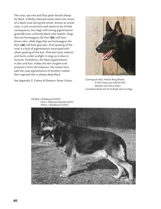 40
The nose, eye rims and foot pads should always
be black. A fleshy coloured smear down the centre
of a black nose during the winter, known as winter
nose, is not uncommon and seems to be of little
consequence, but dogs with strong pigmentation
generally have uniformly black nose leather. Dogs
that are homozygous for liver (bb) will have
brown skin, while dogs that are homozygous for
blue (dd) will have grey skin. Pink spotting of the
nose is a lack of pigmentation associated with
white spotting of the hair. Pink skin lacks melanin
and burns under sunlight in dogs as it does in
humans. Eumelanin, the black pigmentation
in skin and hair, makes the skin tougher and
protects it from UV radiation. No matter how
pale the coat pigmentation of northern wolves
their exposed skin is always deep black.
See Appendix 2: Colour  Patterns: Nose Colour.
VA Bob v Riedkanal SchH3
	 Dick v Malmannsheide SchH3
	 Werra v Riedkanal SchH2
Carmspack Kilo, French Ring Brevet
	 V Ulf v Haus Iris SchH3 FH2
	 Idonah vom Haus Kuhn
Canadian bred sire of multiple service dogs.
 