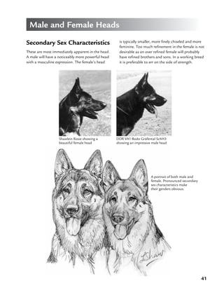 41
Male and Female Heads
Secondary Sex Characteristics
These are most immediately apparent in the head.
A male will have a noticeably more powerful head
with a masculine expression. The female’s head
is typically smaller, more finely chiseled and more
feminine. Too much refinement in the female is not
desirable as an over refined female will probably
have refined brothers and sons. In a working breed
it is preferable to err on the side of strength.
A portrait of both male and
female. Pronounced secondary
sex characteristics make
their genders obvious.
Shawlein Rosie showing a
beautiful female head
DDR VA1 Bodo Gräfental SchH3
showing an impressive male head
 