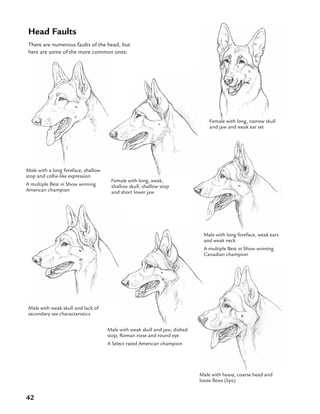 42
Male with weak skull and lack of
secondary sex characteristics
Male with weak skull and jaw, dished
stop, Roman nose and round eye
A Select rated American champion
Male with heavy, coarse head and
loose flews (lips)
Male with a long foreface, shallow
stop and collie-like expression
A multiple Best in Show winning
American champion
Female with long, weak,
shallow skull, shallow stop
and short lower jaw
Head Faults
There are numerous faults of the head, but
here are some of the more common ones:
Male with long foreface, weak ears
and weak neck
A multiple Best in Show winning
Canadian champion
Female with long, narrow skull
and jaw and weak ear set
 