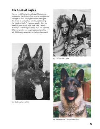 43
The Look of Eagles
No one could look at these beautiful dogs and
believe that the quality of the head is unimportant.
Strength of head and expression are what give
this breed its unmatched nobility, epitomizing
the “Look of Eagles”. However, quality does not
mean all good heads must look alike. Genetic
diversity is something the breed must not lose and
different families can vary in appearance while
still fulfilling the essentials of the breed standard.
VA1 Bodo Lierberg SchH3
GV CH Yoncalla’s Mike
Ch Mensenredder Corry Wiesental TT
 