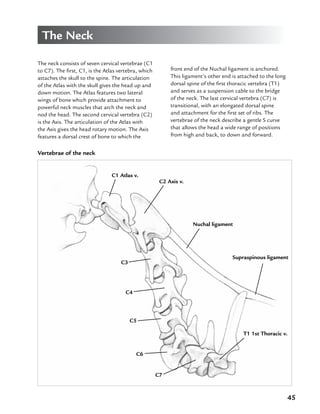 45
The Neck
The neck consists of seven cervical vertebrae (C1
to C7). The first, C1, is the Atlas vertebra, which
attaches the skull to the spine. The articulation
of the Atlas with the skull gives the head up and
down motion. The Atlas features two lateral
wings of bone which provide attachment to
powerful neck muscles that arch the neck and
nod the head. The second cervical vertebra (C2)
is the Axis. The articulation of the Atlas with
the Axis gives the head rotary motion. The Axis
features a dorsal crest of bone to which the
front end of the Nuchal ligament is anchored.
This ligament’s other end is attached to the long
dorsal spine of the first thoracic vertebra (T1)
and serves as a suspension cable to the bridge
of the neck. The last cervical vertebra (C7) is
transitional, with an elongated dorsal spine
and attachment for the first set of ribs. The
vertebrae of the neck describe a gentle S curve
that allows the head a wide range of positions
from high and back, to down and forward.
Vertebrae of the neck
C1 Atlas v.
C2 Axis v.
Nuchal ligament
Supraspinous ligament
T1 1st Thoracic v.
C7
C6
C5
C4
C3
 