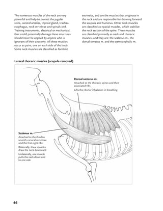 46
The numerous muscles of the neck are very
powerful and help to protect the jugular
veins, carotid arteries, thyroid gland, trachea,
esophagus, neck vertebrae and spinal cord.
Training instruments, electrical or mechanical,
that could potentially damage these structures
should never be applied by anyone who is
ignorant of their anatomy. All these muscles
occur as pairs, one on each side of the body.
Some neck muscles are classified as forelimb
extrinsics, and are the muscles that originate in
the neck and are responsible for drawing forward
the scapula and humerus. Other neck muscles
are classified as epaxial muscles, which stabilize
the neck section of the spine. Three muscles
are classified primarily as neck and thoracic
muscles, and they are: the scalenus m., the
dorsal serratus m. and the sternocephalic m.
Lateral thoracic muscles (scapula removed)
Dorsal serratus m.
Attached to the thoracic spines and their
associated ribs
Lifts the ribs for inhalation in breathing
Scalenus m.
Attached to the third to
seventh cervical vertebrae
and the first eight ribs
Bilaterally, these muscles
draw the neck downward
Unilaterally, one muscle
pulls the neck down and
to one side
 