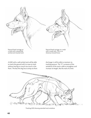 48
A GSD with a well arched neck will be able
to reach the ground with its nose to track
without having to crouch too much in the
front. The less the dog has to drop its front
Tracking GSD showing extended neck vertebrae
Natural head carriage on a male
with a weak neck. This is an
American Grand Victor.
Natural head carriage on
a male with a powerfully
arched and muscled neck
the longer it will be able to maintain its
tracking posture. The “S” curvature of the
vertebrae of the neck is able to straighten and
increase its length, like the neck of a bird.
 