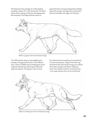 49
The head and neck carriage of a wolf standing
naturally is about 45° to the horizontal. The head
lowers when trotting so that the neck approaches
the horizontal. This helps shift the centre of
The GSD will also drop its head slightly when
trotting. A long powerful neck is more effective
than a short or feeble neck at bringing the centre
of gravity forward and reducing the effort the
dog must expend. The dog can raise its head
Wolf at a jog trot with normal head carriage
gravity forward, increases longitudinal stability,
opens the airways and aligns the muscles that
draw the shoulder and upper arm forward.
for a better look at something, but should not
maintain this posture. Dogs in the show ring
sometimes have their heads strung up to elevate
the withers and give the illusion of greater
reach, but whether artificial or structural this
is not a gait posture that can be maintained.
GSD at a working trot with normal head carriage
 