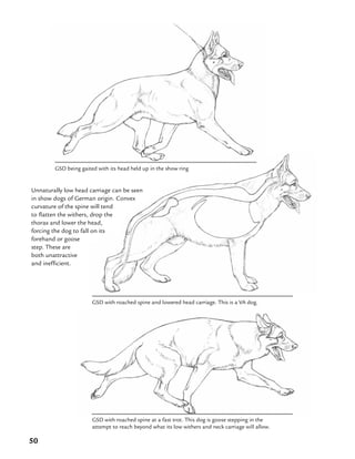 50
GSD with roached spine at a fast trot. This dog is goose stepping in the
attempt to reach beyond what its low withers and neck carriage will allow.
Unnaturally low head carriage can be seen
in show dogs of German origin. Convex
curvature of the spine will tend
to flatten the withers, drop the
thorax and lower the head,
forcing the dog to fall on its
forehand or goose
step. These are
both unattractive
and inefficient.
GSD being gaited with its head held up in the show ring
GSD with roached spine and lowered head carriage. This is a VA dog.
 