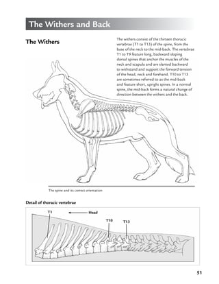 51
The Withers and Back
The Withers
The withers consist of the thirteen thoracic
vertebrae (T1 to T13) of the spine, from the
base of the neck to the mid-back. The vertebrae
T1 to T9 feature long, backward sloping
dorsal spines that anchor the muscles of the
neck and scapula and are slanted backward
to withstand and support the forward tension
of the head, neck and forehand. T10 to T13
are sometimes referred to as the mid-back
and feature short, upright spines. In a normal
spine, the mid-back forms a natural change of
direction between the withers and the back.
The spine and its correct orientation
Head
T13T10
T1
Detail of thoracic vertebrae
 