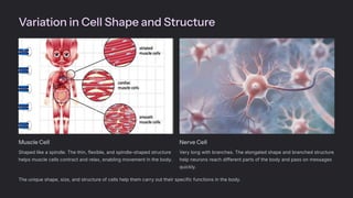 Variation in Cell Shape and Structure
Muscle Cell
Shaped like a spindle. The thin, flexible, and spindle-shaped structure
helps muscle cells contract and relax, enabling movement in the body.
Nerve Cell
Very long with branches. The elongated shape and branched structure
help neurons reach different parts of the body and pass on messages
quickly.
The unique shape, size, and structure of cells help them carry out their specific functions in the body.
 