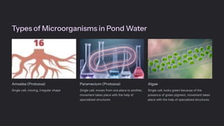 Types of Microorganisms in Pond Water
Amoeba (Protozoa)
Single cell, moving, irregular shape
Paramecium (Protozoa)
Single cell, moves from one place to another,
movement takes place with the help of
specialized structures
Algae
Single cell, looks green because of the
presence of green pigment, movement takes
place with the help of specialized structures
 