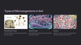Types of Microorganisms in Soil
Bread Mould (Fungi)
Branched filament without chlorophyll having
sac-like structure
Mould (Fungi)
Branched filament without chlorophyll having
brush-like structure
Bacteria
Spherical, comma, spiral or rod-shaped, with
hair-like structures around the cell
 