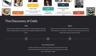 The Discovery of Cells
1
1665
Robert Hooke published Micrographia, showing detailed drawings
of tiny things using a microscope that magnified objects 200-300
times.
2
Cork Observation
Hooke observed a thin slice of cork and saw it was made of many
small, empty spaces that reminded him of a honeycomb. He called
each small space a cell.
3
1660s
Antonie van Leeuwenhoek made better lenses and microscopes,
becoming the first person to clearly see and describe tiny living
things like bacteria and blood cells.
 