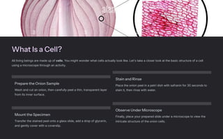 What Is a Cell?
All living beings are made up of cells. You might wonder what cells actually look like. Let's take a closer look at the basic structure of a cell
using a microscope through an activity.
Prepare the Onion Sample
Wash and cut an onion, then carefully peel a thin, transparent layer
from its inner surface.
Stain and Rinse
Place the onion peel in a petri dish with safranin for 30 seconds to
stain it, then rinse with water.
Mount the Specimen
Transfer the stained peel onto a glass slide, add a drop of glycerin,
and gently cover with a coverslip.
Observe Under Microscope
Finally, place your prepared slide under a microscope to view the
intricate structure of the onion cells.
 