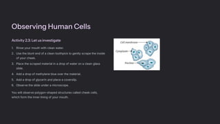 Observing Human Cells
Activity 2.3: Let us investigate
Rinse your mouth with clean water.
1.
Use the blunt end of a clean toothpick to gently scrape the inside
of your cheek.
2.
Place the scraped material in a drop of water on a clean glass
slide.
3.
Add a drop of methylene blue over the material.
4.
Add a drop of glycerin and place a coverslip.
5.
Observe the slide under a microscope.
6.
You will observe polygon-shaped structures called cheek cells,
which form the inner lining of your mouth.
 