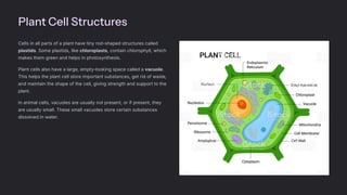 Plant Cell Structures
Cells in all parts of a plant have tiny rod-shaped structures called
plastids. Some plastids, like chloroplasts, contain chlorophyll, which
makes them green and helps in photosynthesis.
Plant cells also have a large, empty-looking space called a vacuole.
This helps the plant cell store important substances, get rid of waste,
and maintain the shape of the cell, giving strength and support to the
plant.
In animal cells, vacuoles are usually not present, or if present, they
are usually small. These small vacuoles store certain substances
dissolved in water.
 