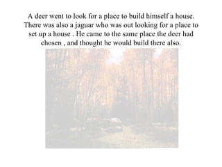 A deer went to look for a place to build himself a house. There was also a jaguar who was out looking for a place to set up a house . He came to the same place the deer had chosen , and thought he would build there also. 