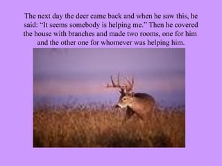 The next day the deer came back and when he saw this, he said: “It seems somebody is helping me.” Then he covered the house with branches and made two rooms, one for him  and the other one for whomever was helping him. 
