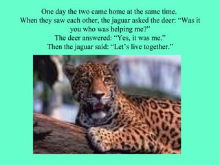 One day the two came home at the same time.  When they saw each other, the jaguar asked the deer: “Was it you who was helping me?” The deer answered: “Yes, it was me.” Then the jaguar said: “Let’s live together.” 