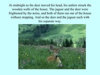 At midnight as the deer moved his head, his antlers struck the wooden walls of the house. The jaguar and the deer were frightened by the noise, and both of them ran out of the house without stopping. And so the deer and the jaguar each with his separate way. 