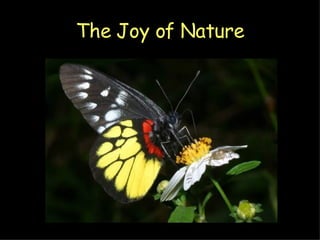 The Joy of Nature 
