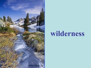 wilderness 