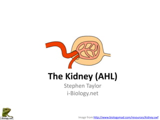 The Kidney (AHL)
   Stephen Taylor
    i-Biology.net


        Image from http://www.biologymad.com/resources/kidney.swf
 