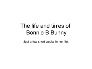 The life and times of  Bonnie B Bunny Just a few short weeks in her life. 
