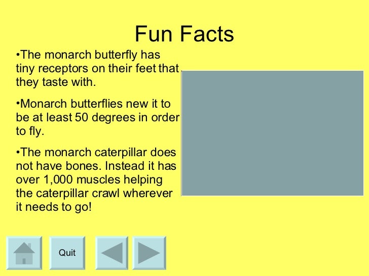 What are some facts about butterflies?