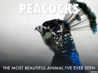 The Life Of A Peacock