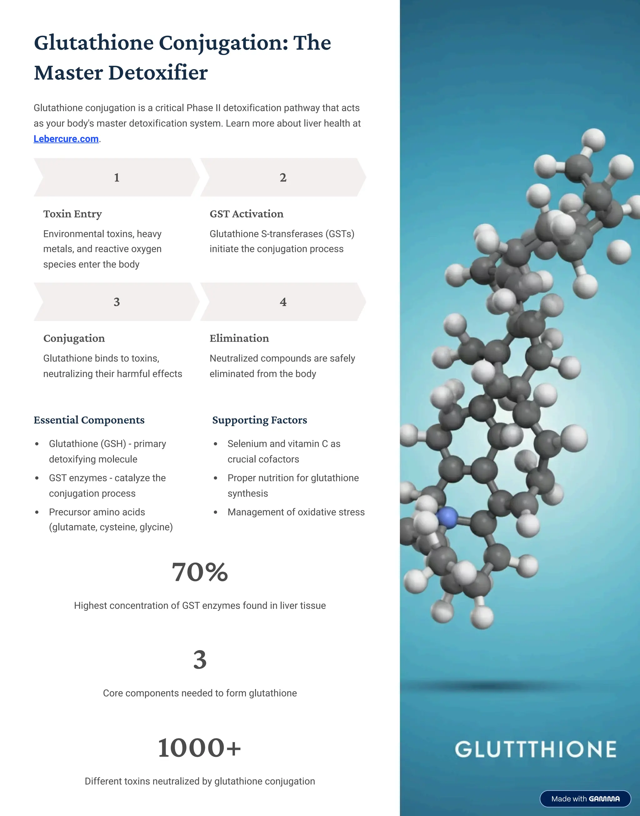 Glutathione Conjugation: The
Master Detoxifier
Glutathione conjugation is a critical Phase II detoxification pathway that acts
as your body's master detoxification system. Learn more about liver health at
Lebercure.com.
1
Toxin Entry
Environmental toxins, heavy
metals, and reactive oxygen
species enter the body
2
GST Activation
Glutathione S-transferases (GSTs)
initiate the conjugation process
3
Conjugation
Glutathione binds to toxins,
neutralizing their harmful effects
4
Elimination
Neutralized compounds are safely
eliminated from the body
Essential Components
Glutathione (GSH) - primary
detoxifying molecule
GST enzymes - catalyze the
conjugation process
Precursor amino acids
(glutamate, cysteine, glycine)
Supporting Factors
Selenium and vitamin C as
crucial cofactors
Proper nutrition for glutathione
synthesis
Management of oxidative stress
70%
Highest concentration of GST enzymes found in liver tissue
3
Core components needed to form glutathione
1000+
Different toxins neutralized by glutathione conjugation
 