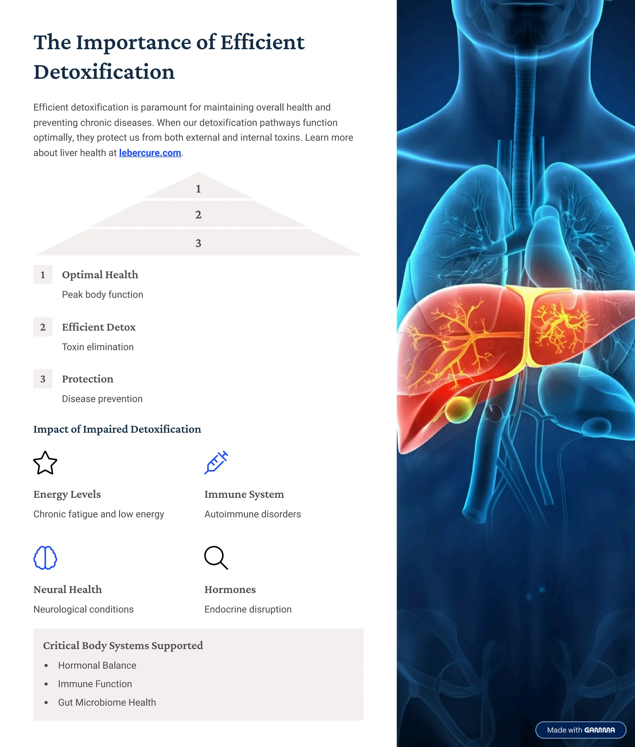 The Importance of Efficient
Detoxification
Efficient detoxification is paramount for maintaining overall health and
preventing chronic diseases. When our detoxification pathways function
optimally, they protect us from both external and internal toxins. Learn more
about liver health at lebercure.com.
1
2
3
1 Optimal Health
Peak body function
2 Efficient Detox
Toxin elimination
3 Protection
Disease prevention
Impact of Impaired Detoxification
Energy Levels
Chronic fatigue and low energy
Immune System
Autoimmune disorders
Neural Health
Neurological conditions
Hormones
Endocrine disruption
Critical Body Systems Supported
Hormonal Balance
Immune Function
Gut Microbiome Health
 
