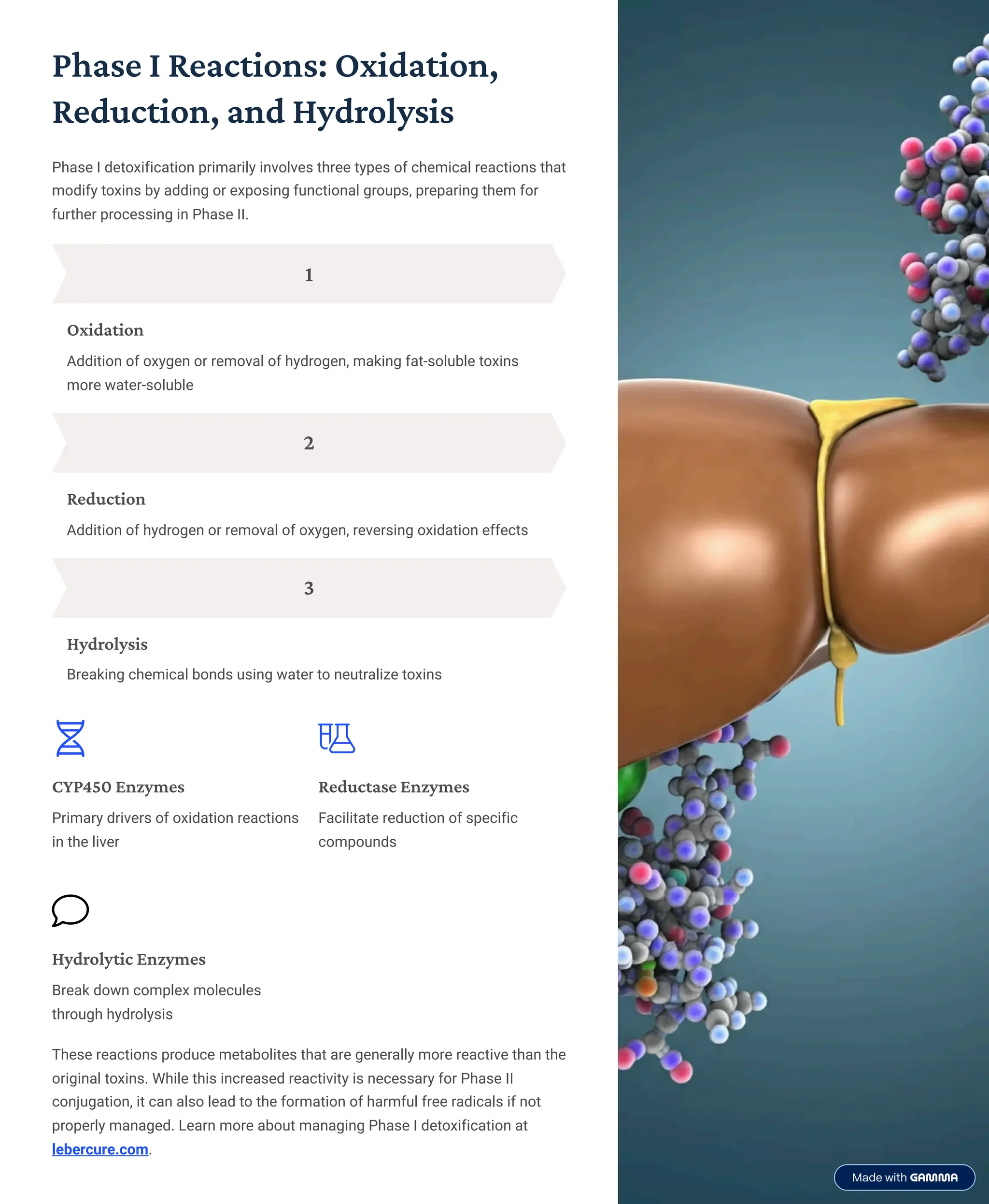 Phase I Reactions: Oxidation,
Reduction, and Hydrolysis
Phase I detoxification primarily involves three types of chemical reactions that
modify toxins by adding or exposing functional groups, preparing them for
further processing in Phase II.
1
Oxidation
Addition of oxygen or removal of hydrogen, making fat-soluble toxins
more water-soluble
2
Reduction
Addition of hydrogen or removal of oxygen, reversing oxidation effects
3
Hydrolysis
Breaking chemical bonds using water to neutralize toxins
CYP450 Enzymes
Primary drivers of oxidation reactions
in the liver
Reductase Enzymes
Facilitate reduction of specific
compounds
Hydrolytic Enzymes
Break down complex molecules
through hydrolysis
These reactions produce metabolites that are generally more reactive than the
original toxins. While this increased reactivity is necessary for Phase II
conjugation, it can also lead to the formation of harmful free radicals if not
properly managed. Learn more about managing Phase I detoxification at
lebercure.com.
 