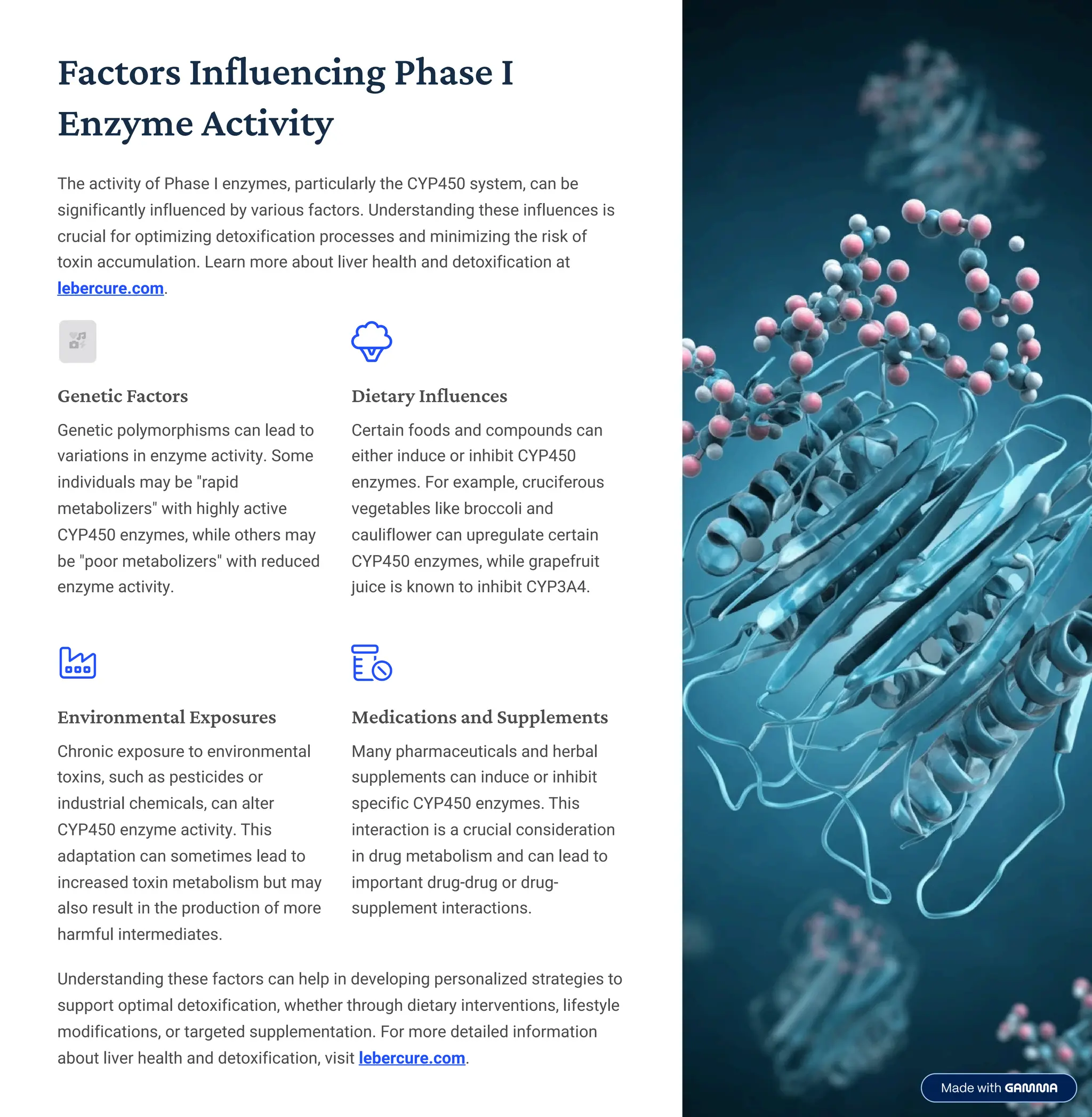 Factors Influencing Phase I
Enzyme Activity
The activity of Phase I enzymes, particularly the CYP450 system, can be
significantly influenced by various factors. Understanding these influences is
crucial for optimizing detoxification processes and minimizing the risk of
toxin accumulation. Learn more about liver health and detoxification at
lebercure.com.
Genetic Factors
Genetic polymorphisms can lead to
variations in enzyme activity. Some
individuals may be "rapid
metabolizers" with highly active
CYP450 enzymes, while others may
be "poor metabolizers" with reduced
enzyme activity.
Dietary Influences
Certain foods and compounds can
either induce or inhibit CYP450
enzymes. For example, cruciferous
vegetables like broccoli and
cauliflower can upregulate certain
CYP450 enzymes, while grapefruit
juice is known to inhibit CYP3A4.
Environmental Exposures
Chronic exposure to environmental
toxins, such as pesticides or
industrial chemicals, can alter
CYP450 enzyme activity. This
adaptation can sometimes lead to
increased toxin metabolism but may
also result in the production of more
harmful intermediates.
Medications and Supplements
Many pharmaceuticals and herbal
supplements can induce or inhibit
specific CYP450 enzymes. This
interaction is a crucial consideration
in drug metabolism and can lead to
important drug-drug or drug-
supplement interactions.
Understanding these factors can help in developing personalized strategies to
support optimal detoxification, whether through dietary interventions, lifestyle
modifications, or targeted supplementation. For more detailed information
about liver health and detoxification, visit lebercure.com.
 