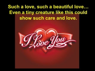 10
Such a love, such a beautiful love…
Even a tiny creature like this could
show such care and love.
 