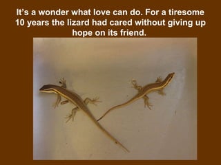 11
It’s a wonder what love can do. For a tiresome
10 years the lizard had cared without giving up
hope on its friend.
 