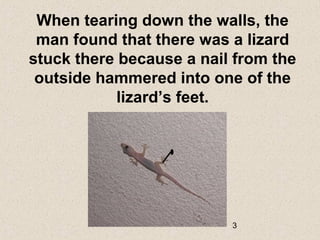 3
When tearing down the walls, the
man found that there was a lizard
stuck there because a nail from the
outside hammered into one of the
lizard’s feet.
 