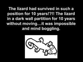 5
The lizard had survived in such a
position for 10 years!?!! The lizard
in a dark wall partition for 10 years
without moving…it was impossible
and mind boggling.
 
