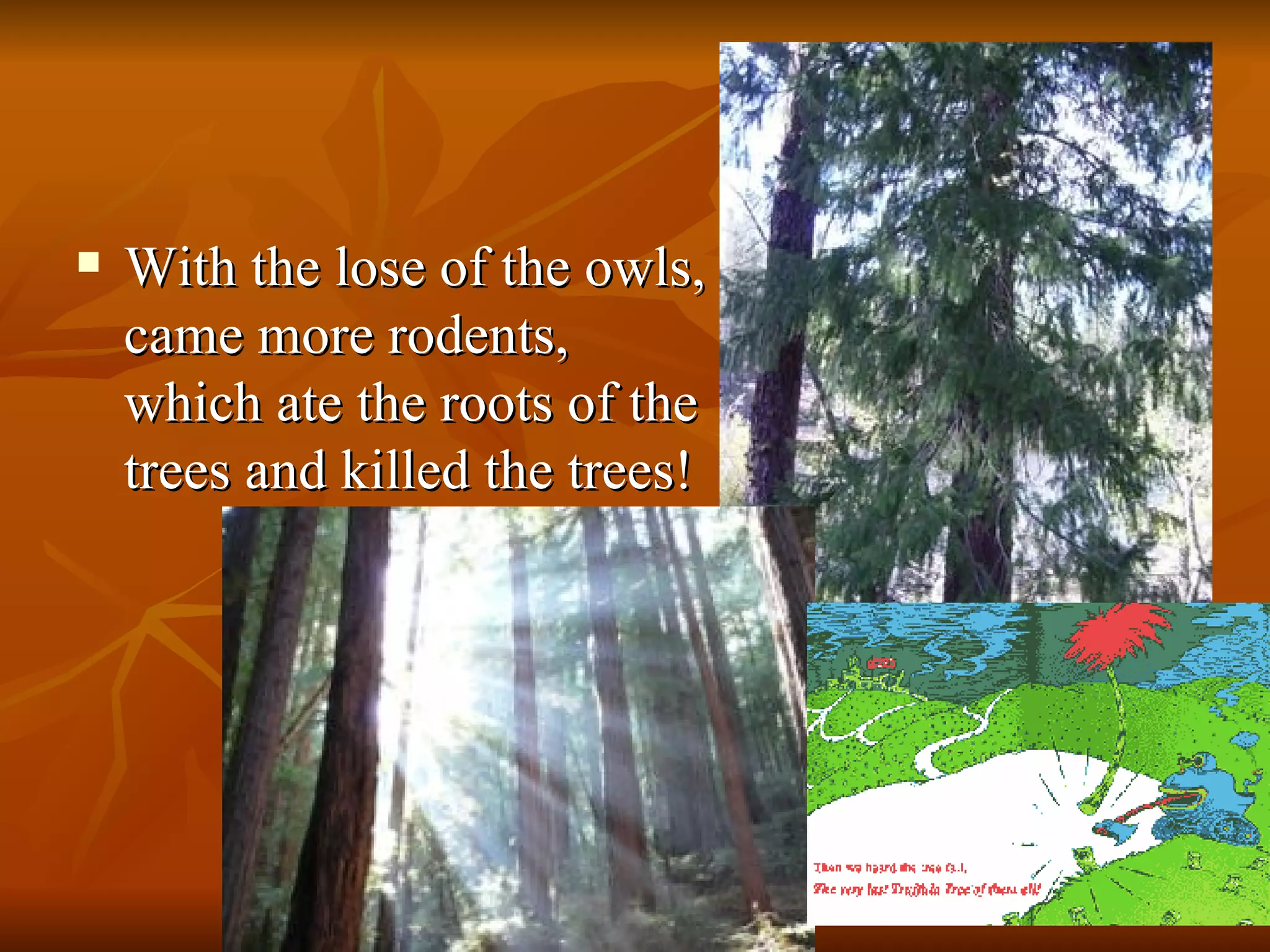 With the lose of the owls, came more rodents, which ate the roots of the trees and killed the trees! 