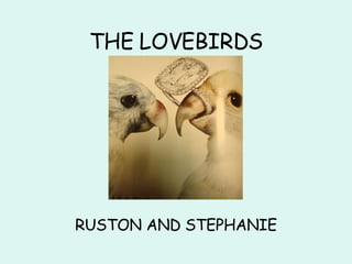 THE LOVEBIRDS RUSTON AND   STEPHANIE 