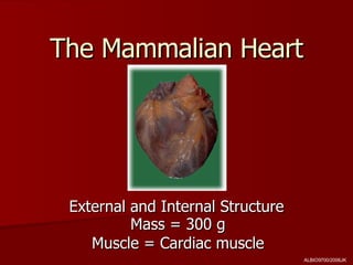 The Mammalian Heart External and Internal Structure Mass = 300 g Muscle = Cardiac muscle ALBIO9700/2006JK 