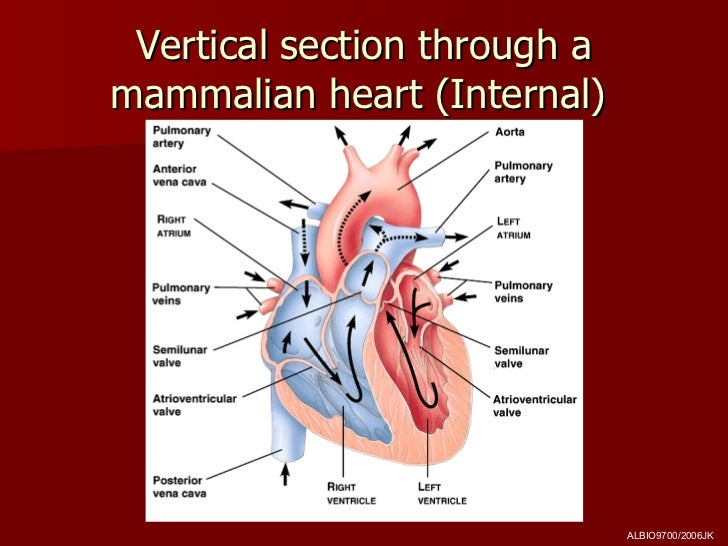 The Mammalian Heart
