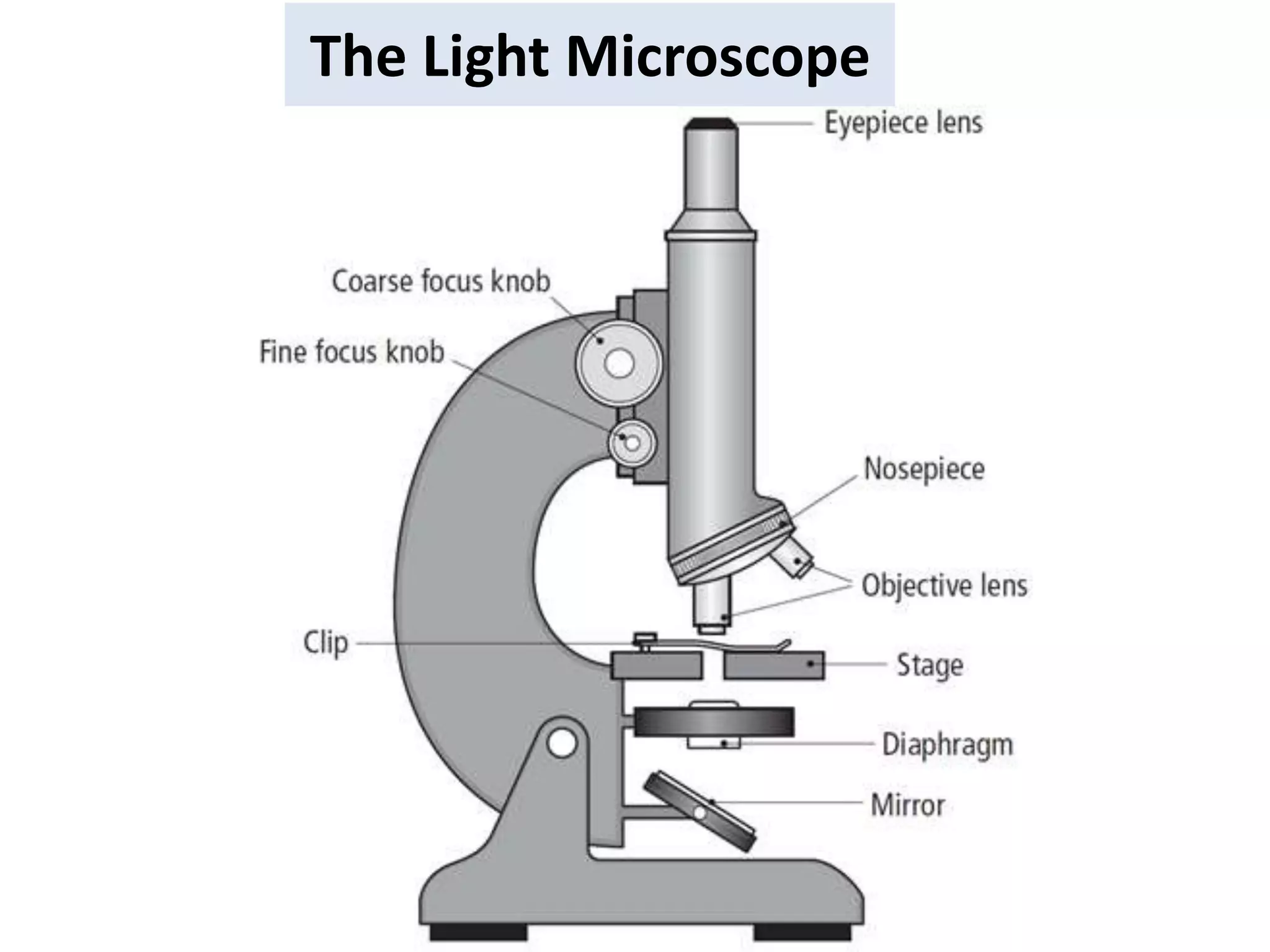 The Light Microscope
 